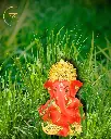 24-carat-gold-orange-titwala-ganpati-nature12.webp